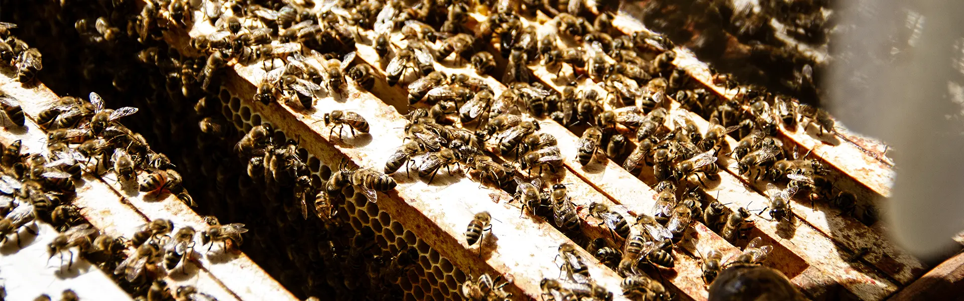 Header für nachhaltiges Verpackungsdesign Header für naturnahen Imker. Eine Nahaufnahme von der Durchsicht eines Volkes.